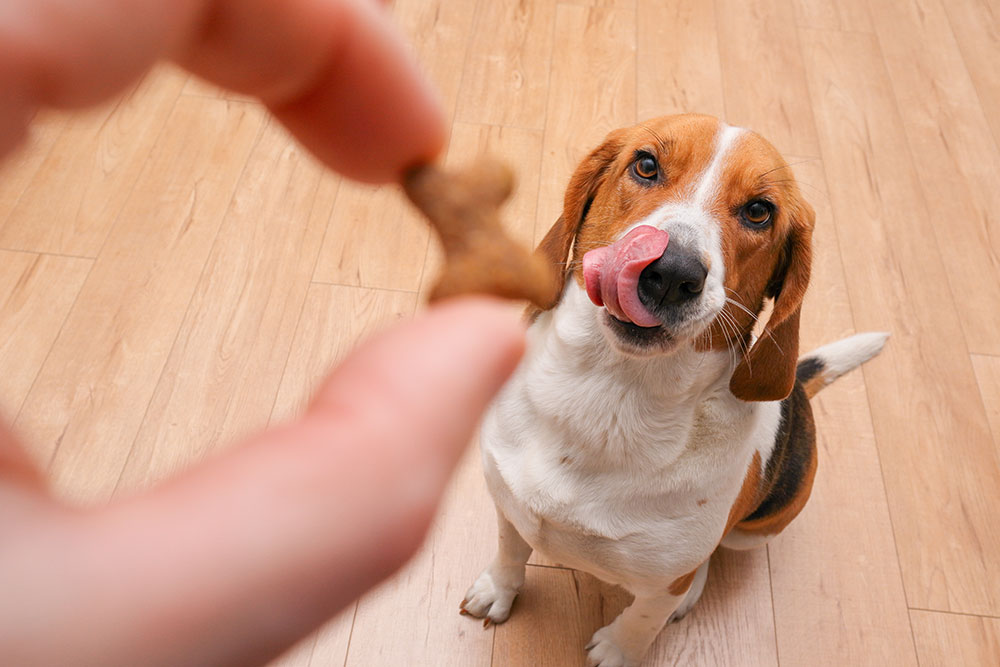 A person feeding a happy beagle dog a treat from their hand indoors.