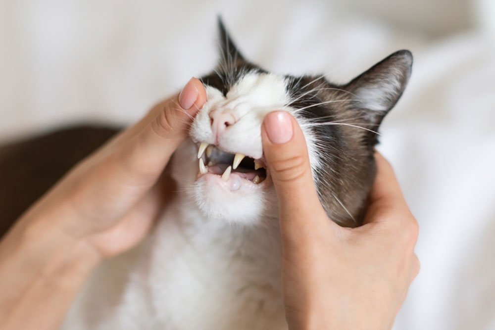 Veterinary dental care showing cat’s open mouth for tooth inspection.