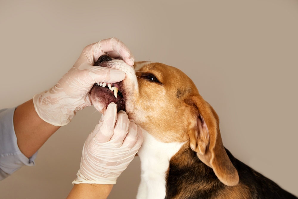 Vet performing dental checkup on a dog to assess oral hygiene.