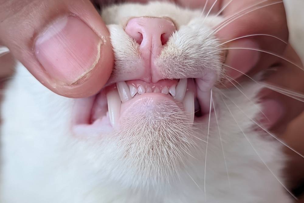 A close-up view of a person gently lifting a white cat's lip to inspect its teeth and pink gums.