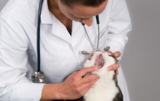 Cat receiving a dental checkup from a veterinarian, highlighting preventive oral care, dental disease detection, healthy teeth, and gum health.