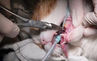 Veterinarian performing a tooth extraction procedure during pet dental surgery.