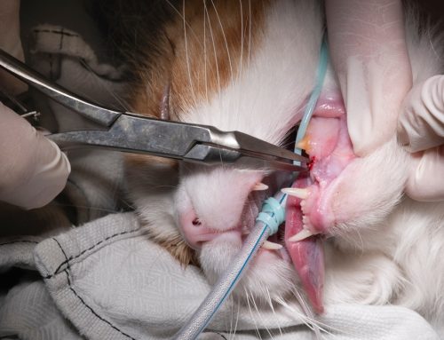What Should You Expect After Your Pet’s Dental Procedure?