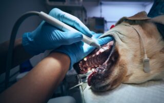 Veterinarian examining and cleaning a dog’s teeth during a professional dental procedure at a veterinary clinic