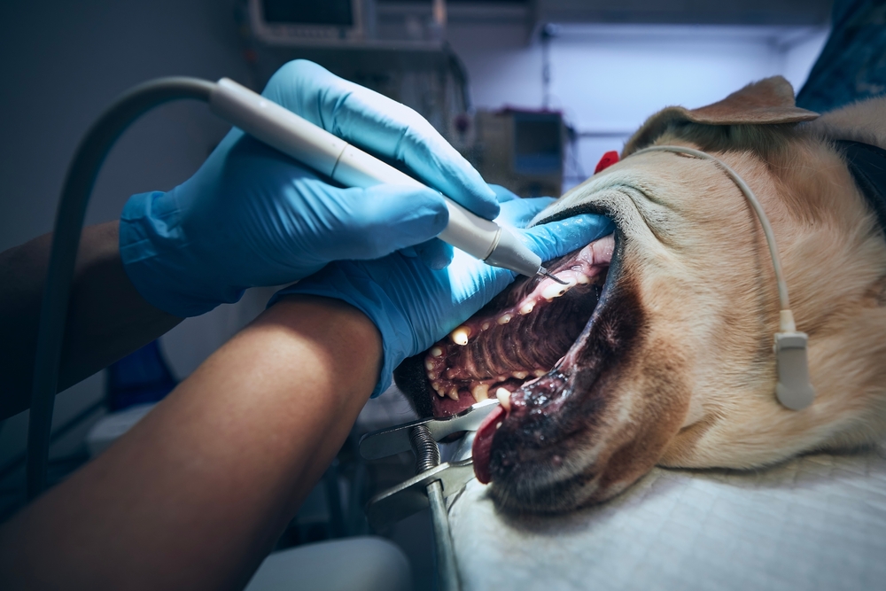 Veterinarian examining and cleaning a dog’s teeth during a professional dental procedure at a veterinary clinic